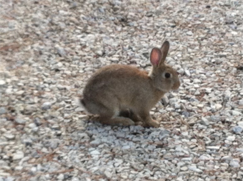 Another Edward Bear Rabbit