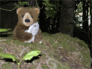 Edward in rainforest