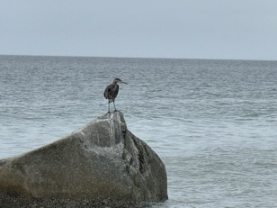 14069F28-2AB5-4DC9-B791-6BB887DF6086_1_105_c