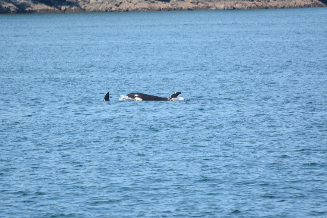 A342BE0A-0491-4ECE-8FA8-FB842568748F_1_105_c