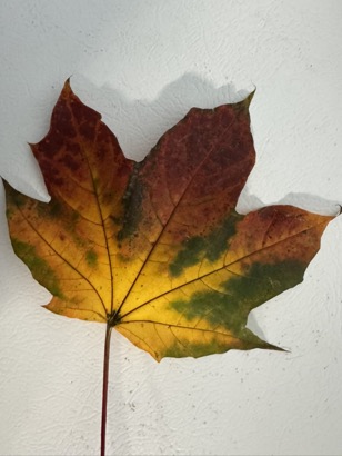 87B3B85C-2D80-4E74-A272-EDCA98A604AE_1_105_c