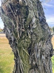 C45C2AEB-49E7-4523-913F-A2CB1BF9C18E_1_105_c