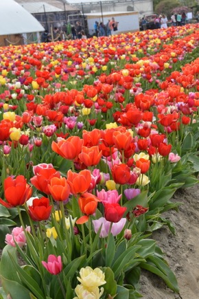 CDC33CCE-D5D0-4554-8CB1-8F24F6F72F62_1_105_c