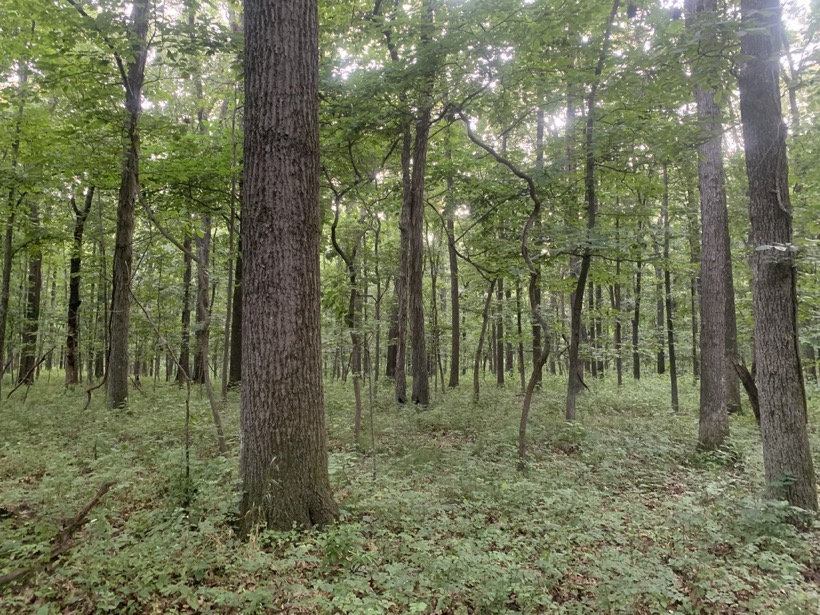 7B805749-D064-41A7-90CF-F6E131101DD2_1_105_c