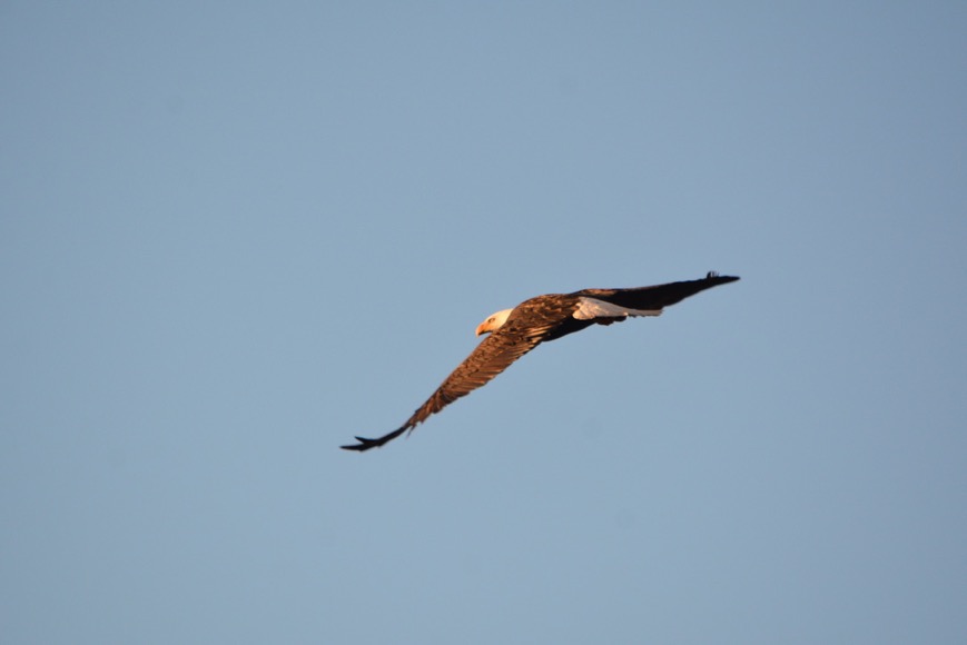 DA754202-2116-4F84-A32D-A10A7C4CBCDB_1_105_c