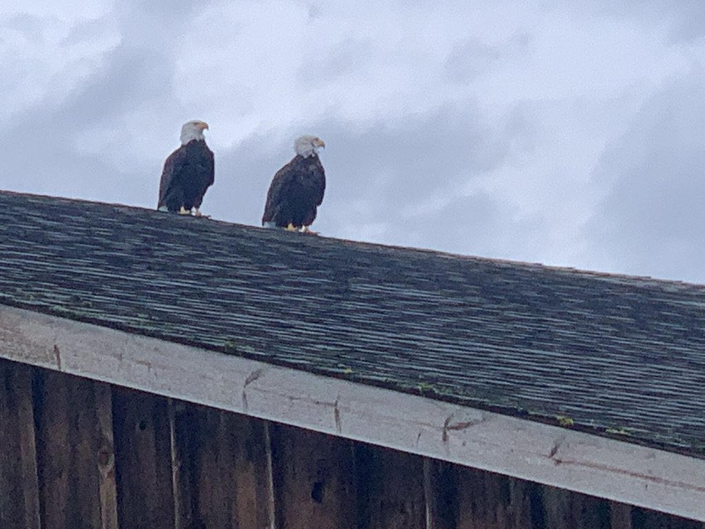 BEC09BA5-BDA5-4BE1-8243-C0137AA5BC11_1_105_c